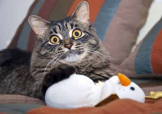 奇迹的另一种写法—孙兴慜在梅阿查的夜晚