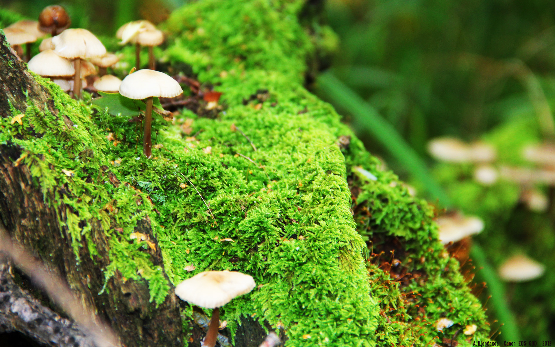 绿茵抢七夜,本泽马的一剑封喉