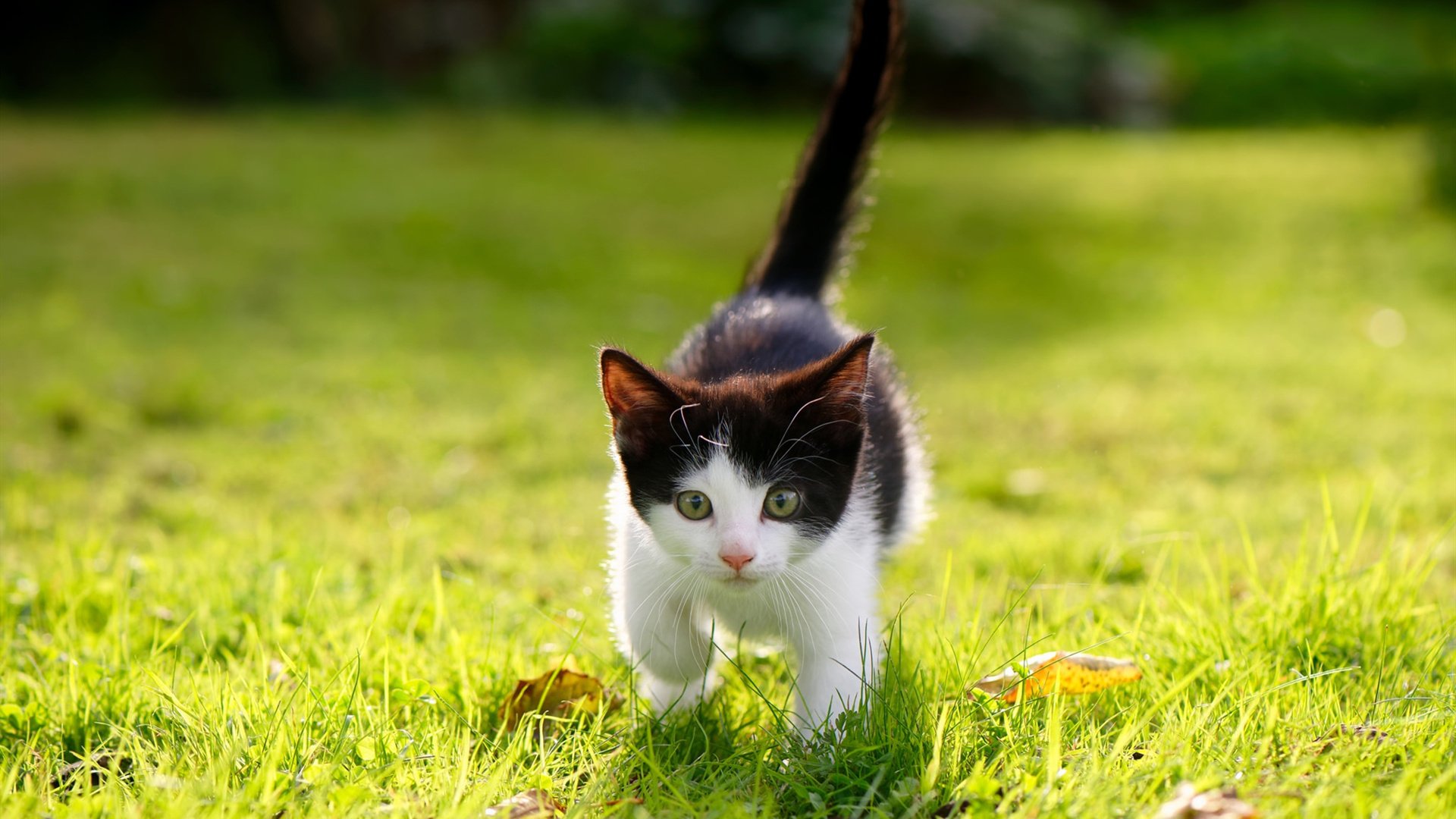 美洲大陆的统治力折叠，从鹈鹕空袭克利夫兰到恩比德在2026的全球接管